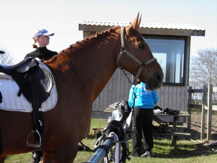 Anden særlig race Mia - <3 Himmelhest <3 - Mia er klar til stævne april ´10 billede 3