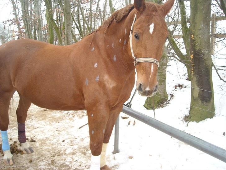 Anden særlig race Mia - <3 Himmelhest <3 - Mia klædt ud som Pipi Langstrømpes hest til fastelavns stævne. billede 4