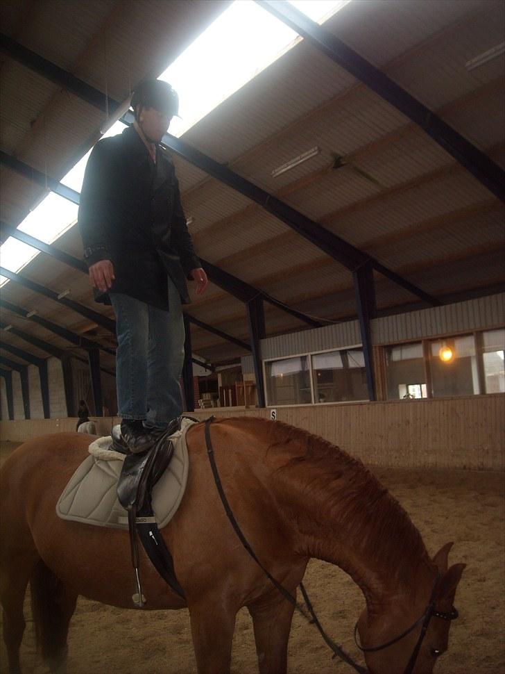 Anden særlig race Mia - <3 Himmelhest <3 - Man har vel en gøjler hest :D billede 5