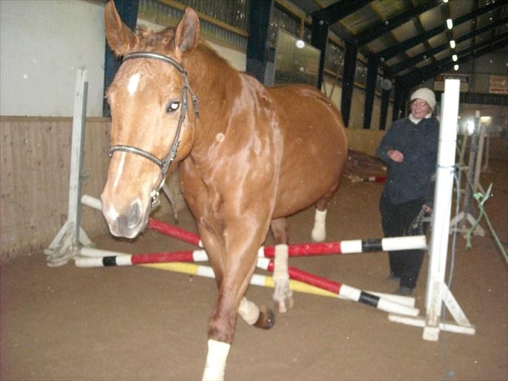 Anden særlig race Mia - <3 Himmelhest <3 - Første gang vi løsspringer billede 6