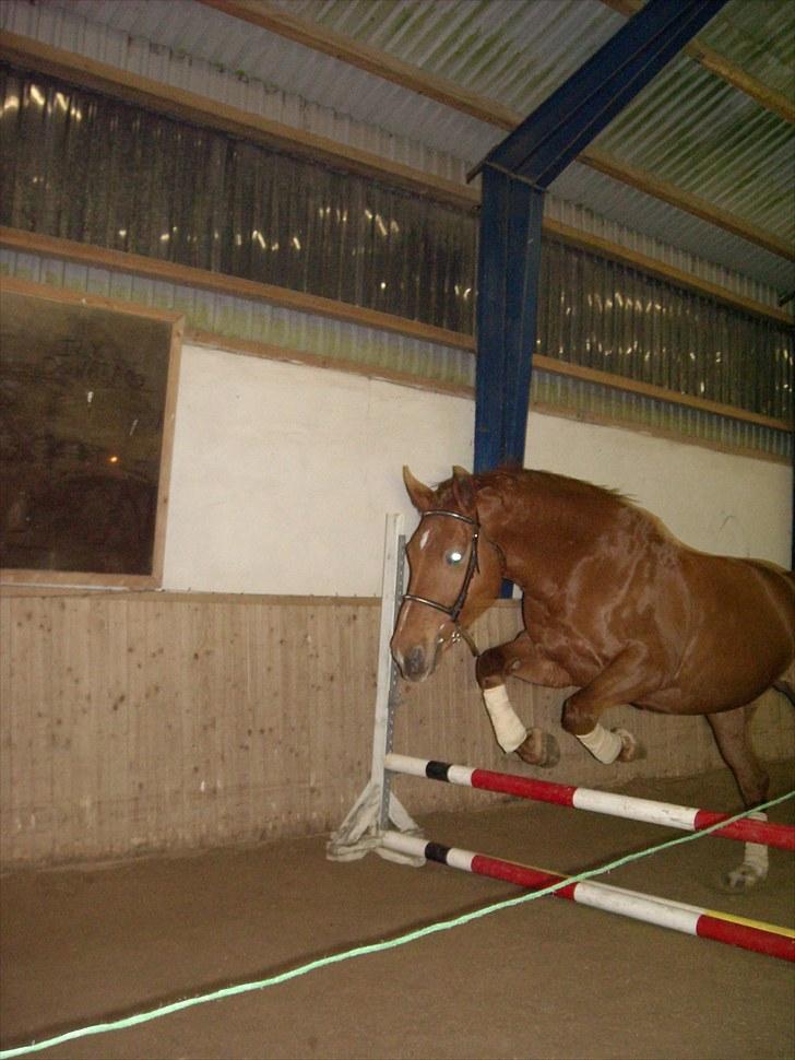 Anden særlig race Mia - <3 Himmelhest <3 billede 7