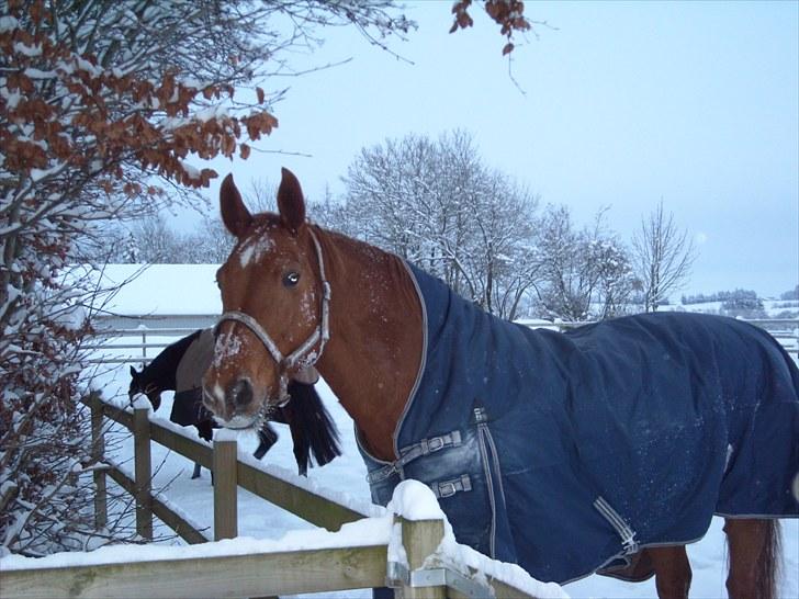 Anden særlig race Mia - <3 Himmelhest <3 - Nyder en tu ud i det kolde vintervejr billede 8