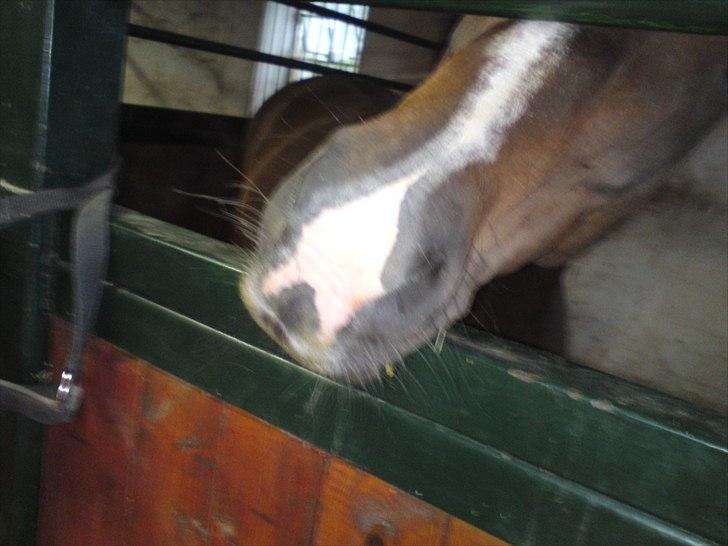 Tysk Sportspony Bubber billede 8