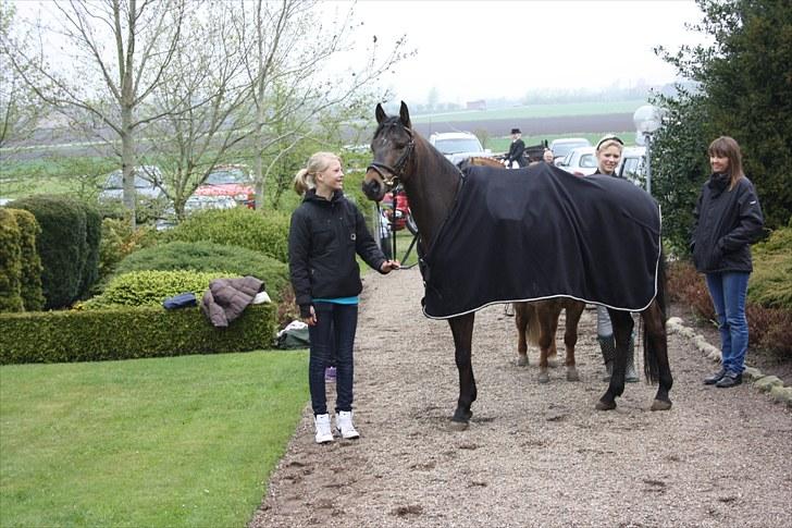 Tysk Sportspony Bonomelli (Kaldt Gonzo) - Solgt - Gonzo ved kirken til min konfirmation <3 - Tak fordi i kiggede, læg gerne en kommentar! ;)  billede 12