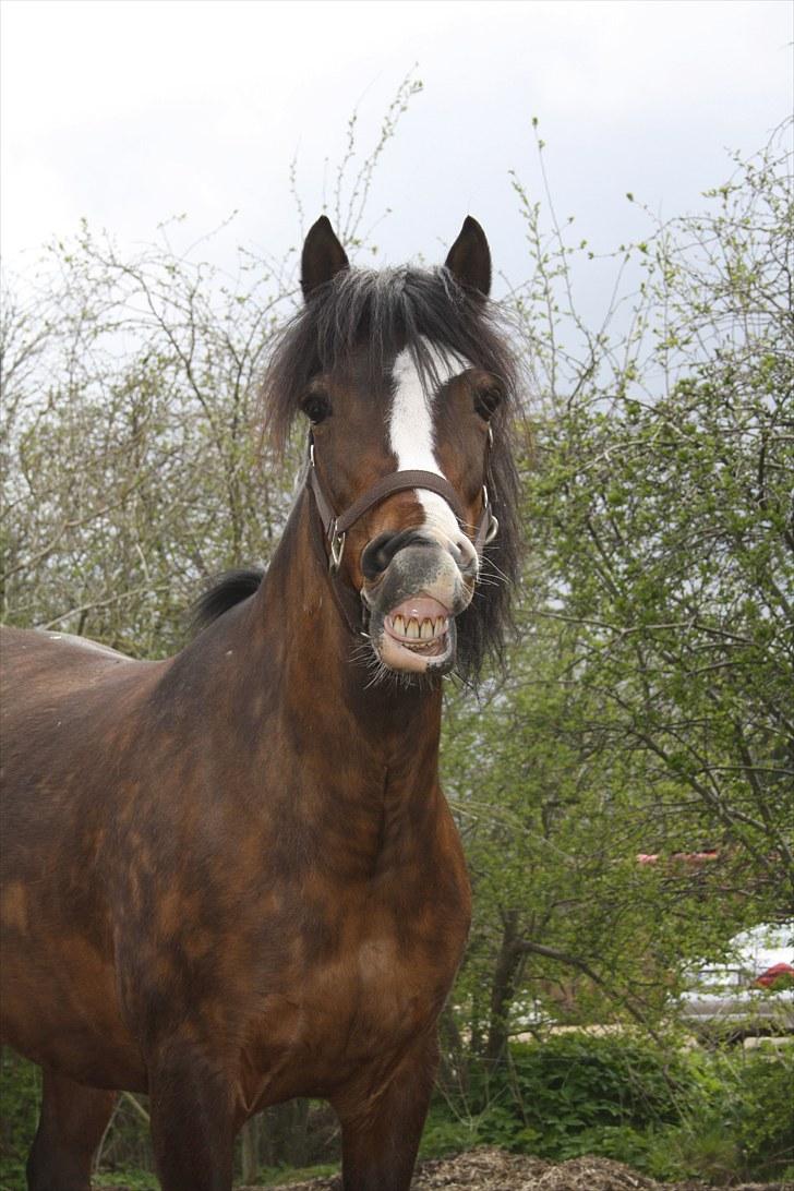 Anden særlig race Lucky Boy † miss you † - 1)  Velkommen til en hel fantastisk hest´s profil :) | Foto ECS ( mig ) | billede 1