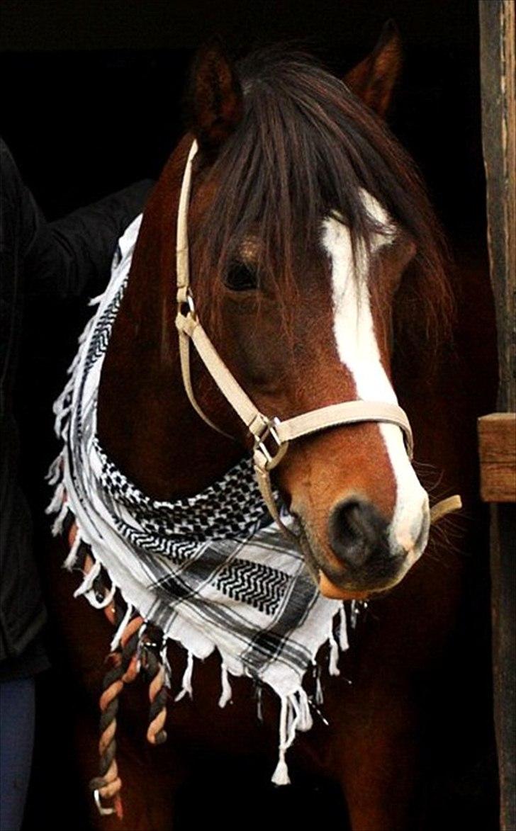 Anden særlig race Lucky Boy † miss you † - 2) Orn´lig syg pony!  | Foto: KT - FOTO | billede 2