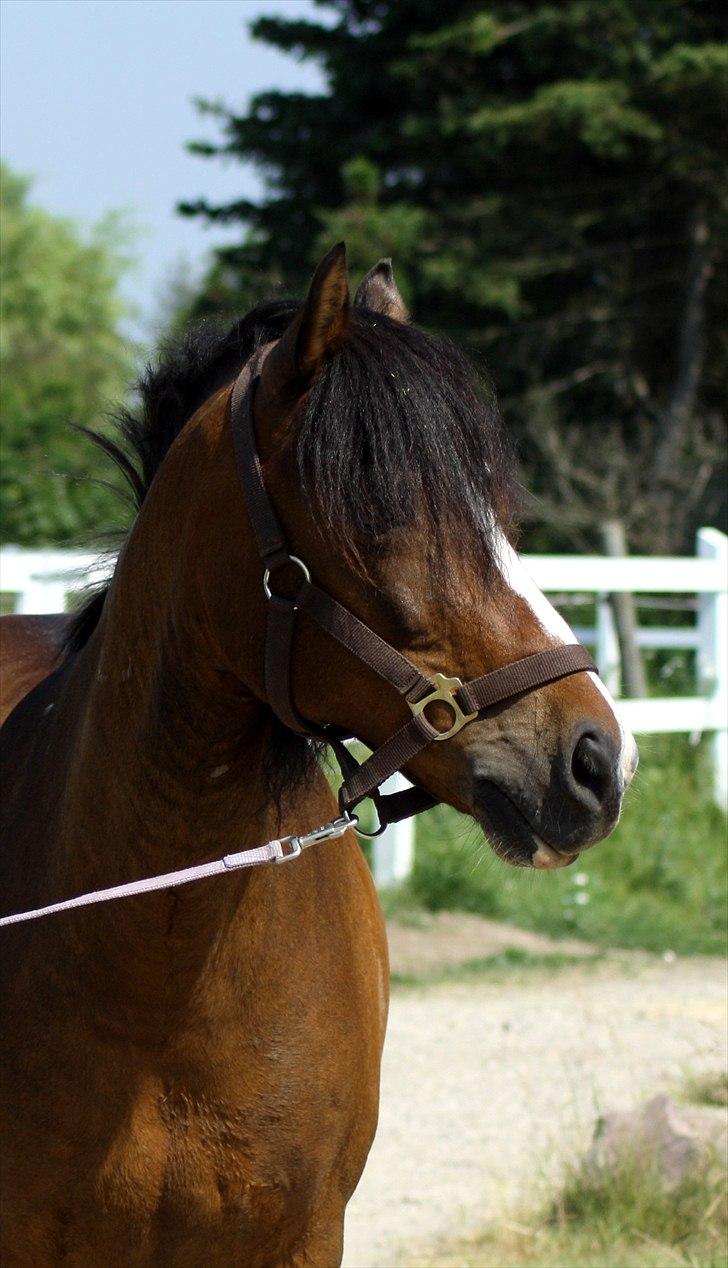 Anden særlig race Lucky Boy † miss you † - 3) Smuksakken på vej til fold! | Foto: KT-FOTO | billede 3