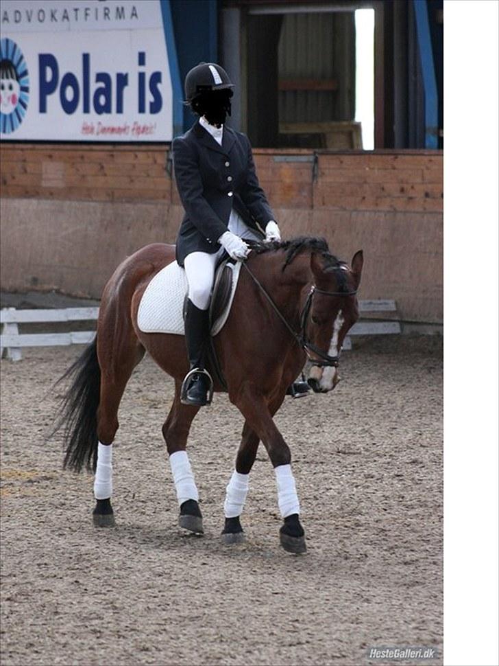 Anden særlig race Hildago *tidligere part* - Trav til dressurstævne. Foto: Julie M. billede 19