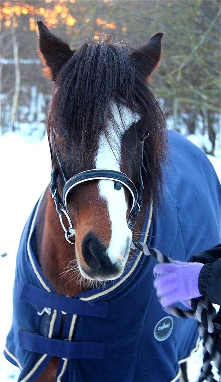 Anden særlig race Lucky Boy † miss you † - 4) My friend! <3 | Foto: KT - FOTO  | billede 4