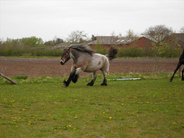 Belgier Martha af Vollerupgårde - R.I.P. d. 7.10.2014 - juhuu, nu skal der jordes billede 16