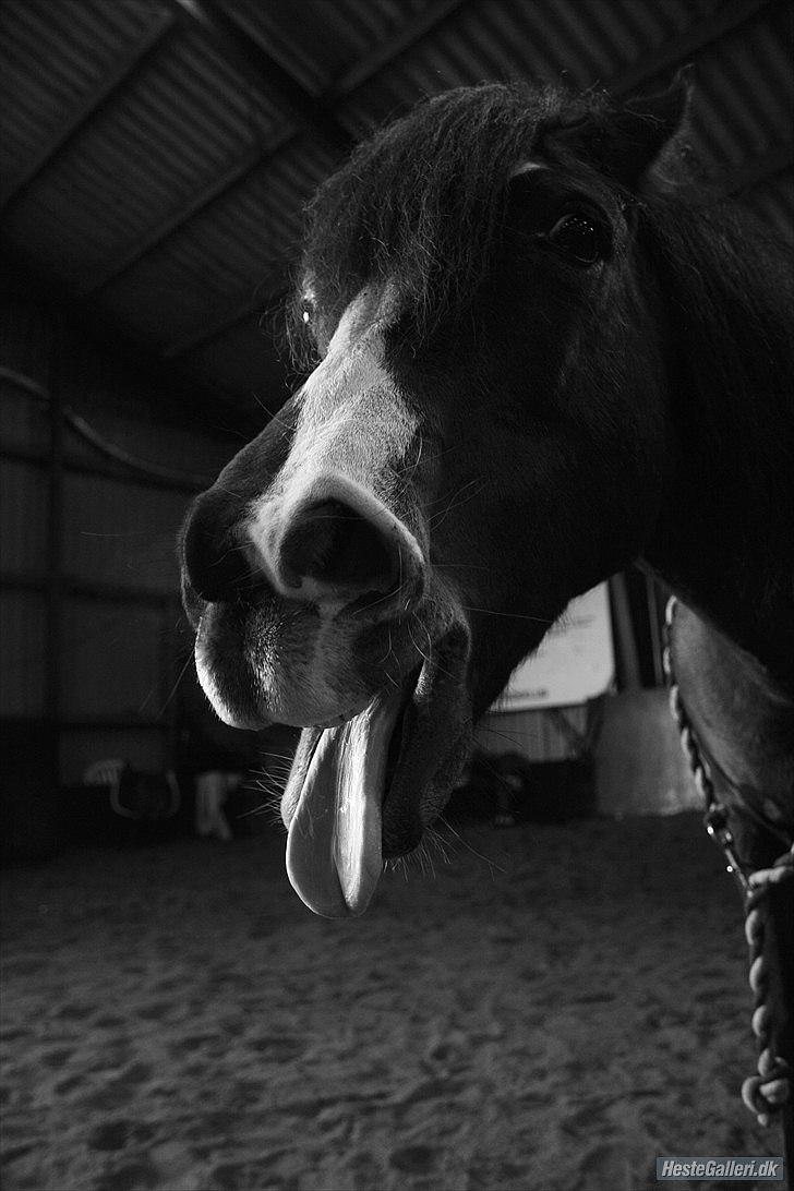 Anden særlig race Lucky Boy † miss you † - 6)  3 ord:Du-er-dejlig! <3 | Foto: Mig (ECS) | billede 6