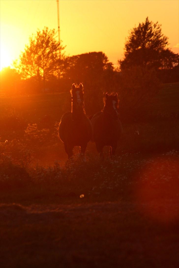 Anden særlig race Lucky Boy † miss you † - 7) MY HAPPY HORSE! (; | Foto: ECS ( mig ) | billede 7