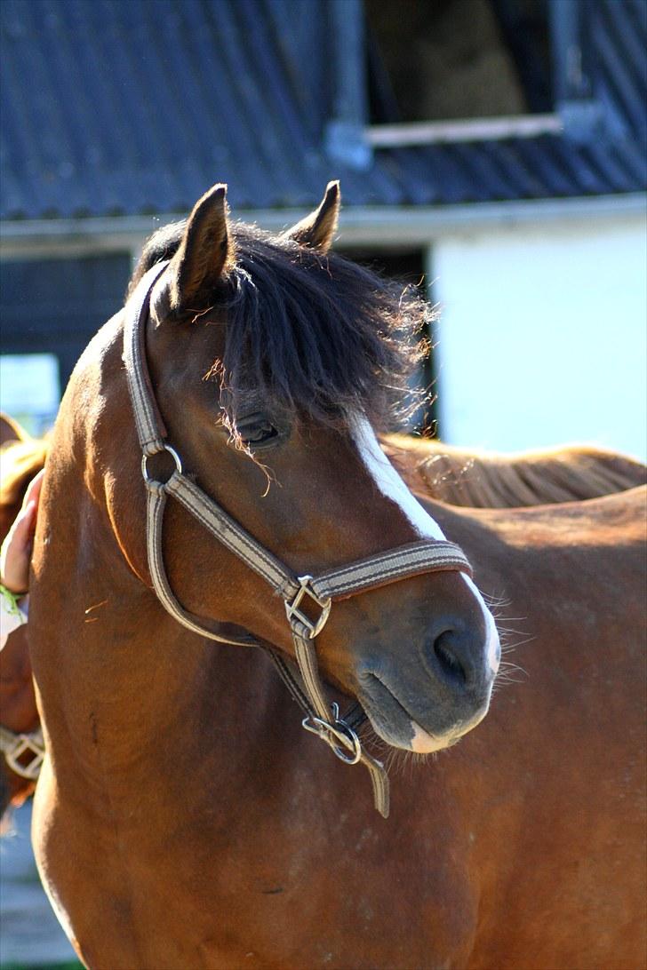 Anden særlig race Lucky Boy † miss you † - 8) Gudesmuk! (; | Foto: MC | billede 8