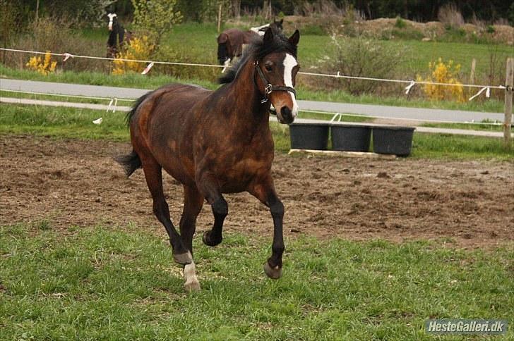 Anden særlig race Lucky Boy † miss you † - 10) Så tager vi lige en spurt! :D | Foto: KT-FOTO <3 | billede 10