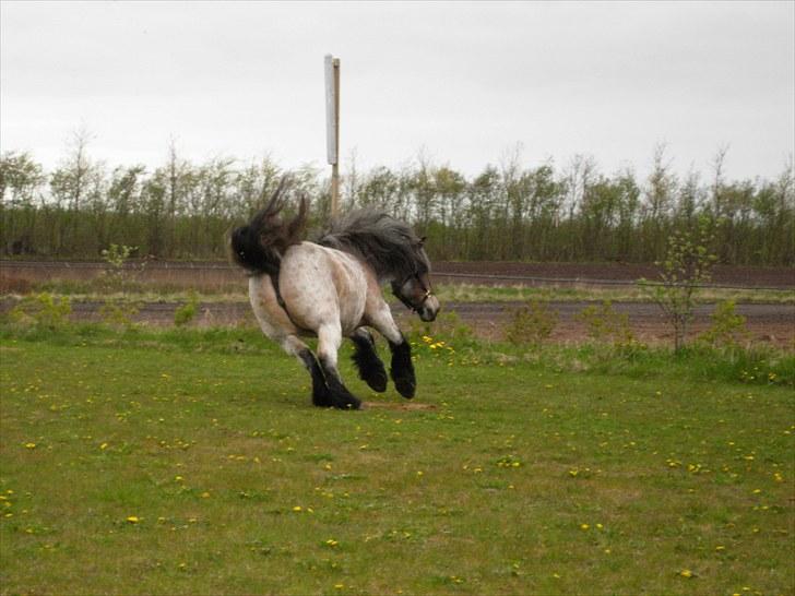 Belgier Martha af Vollerupgårde - R.I.P. d. 7.10.2014 - Mine ben lever deres eget liv billede 17