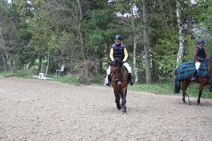 Anden særlig race Pilgaards Kiwi - opvarmning på Kalle billede 10