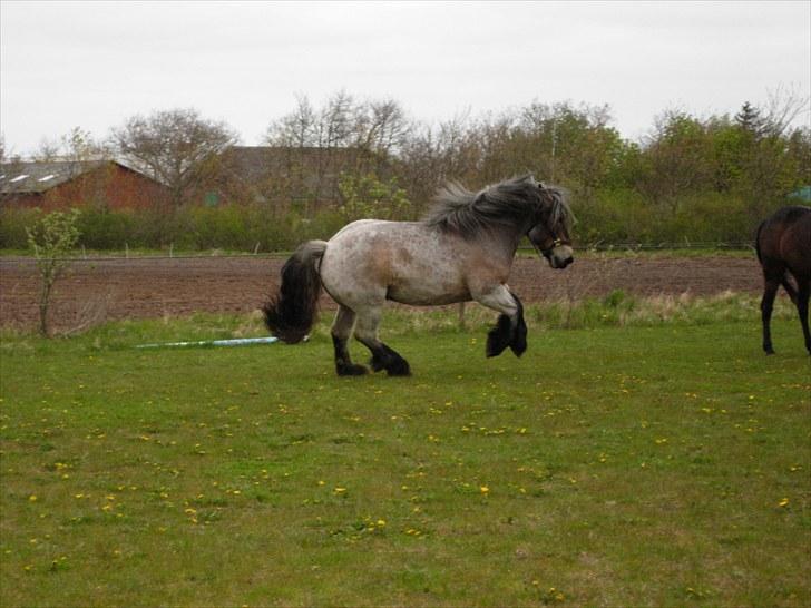 Belgier Martha af Vollerupgårde - R.I.P. d. 7.10.2014 - Axellllll, kom nuuuu billede 18