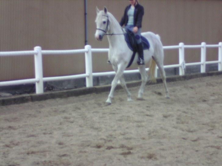 Anglo Araber (AA) thazmir min prins<3<3 - mig og tas dressur fra nogle af de første dage jeg havde ham :)
taget af: kaya møller billede 3