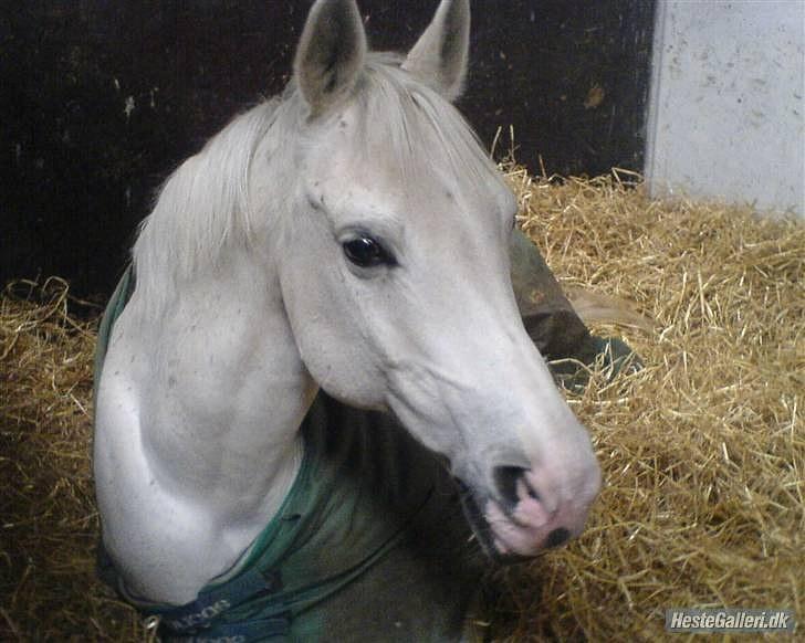 Anglo Araber (AA) thazmir min prins<3<3 - tas der rigtig slapper a :)
taget af: julie u billede 5