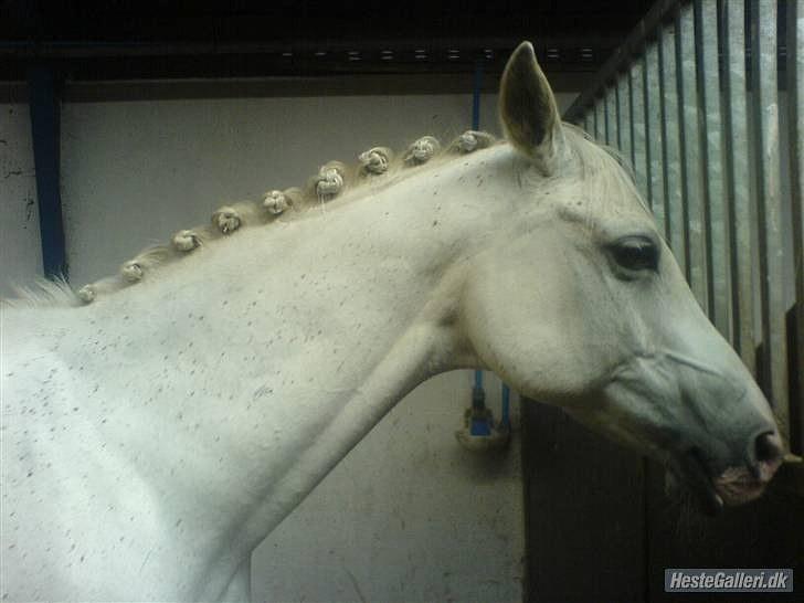 Anglo Araber (AA) thazmir min prins<3<3 - tas dagen inden han skulle ride stævne på vjs med julie :)
taget af: julie u billede 6