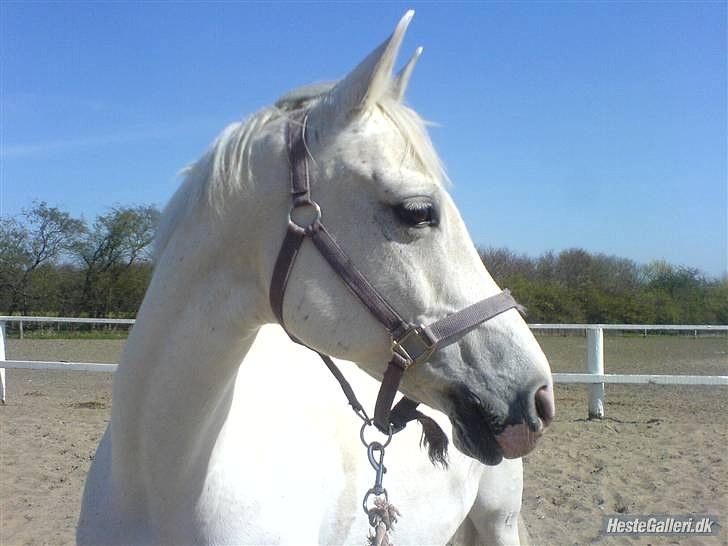 Anglo Araber (AA) thazmir min prins<3<3 - julie der tog dette skukke billede af tas på sandbanen på vjs :)
taget af: julie u billede 7