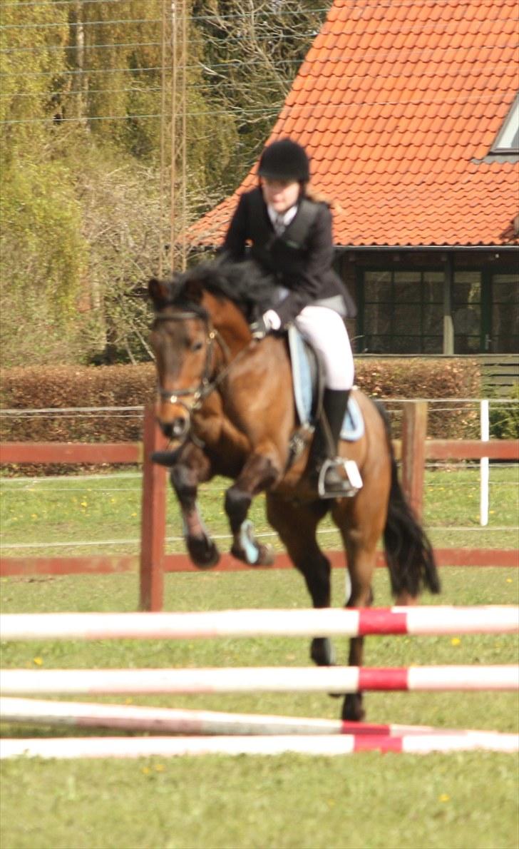 New Forest Otto - Til stævne i Hammerum :D billede 13