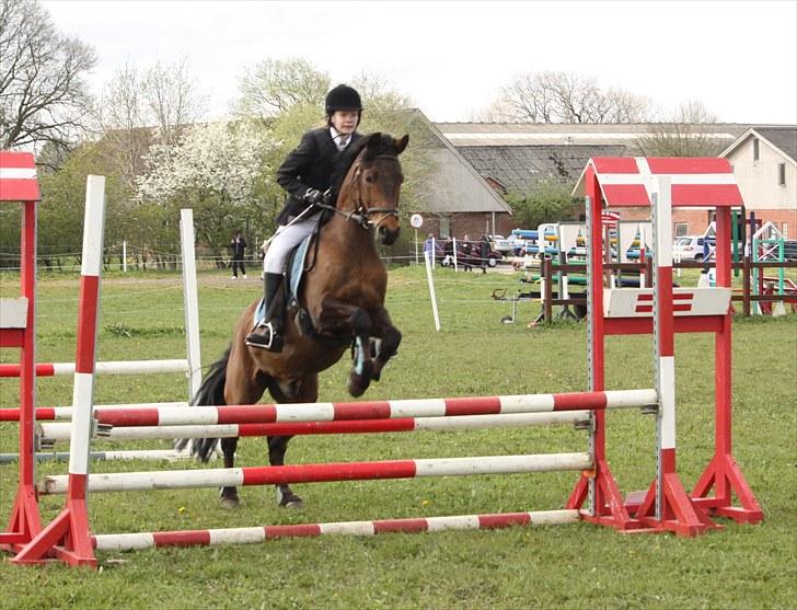 New Forest Otto - Til stævne i Hammerum igen :D billede 14