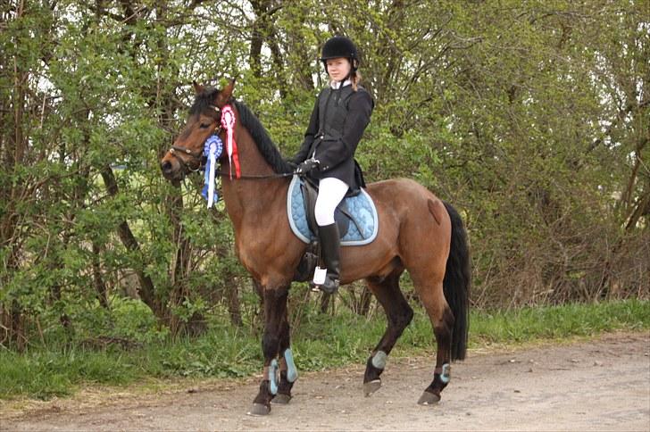 New Forest Otto - -vandt en 1. & en 2. plads:D <3 billede 15