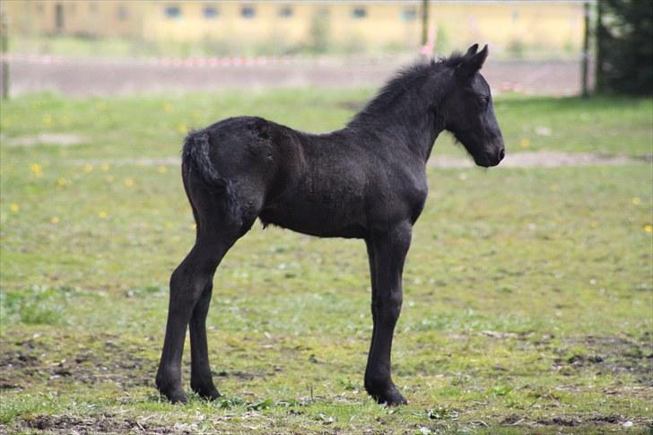 Frieser Geist  - smukke lille hest!:D billede 6