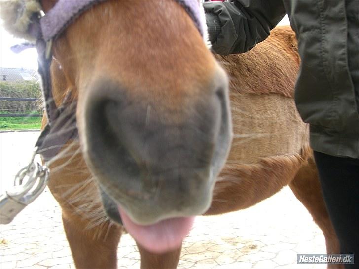 Shetlænder Laban ¤Har passet¤ - og labbe rækker igen tunge han er en lille bisse <333 foto: olivia billede 2