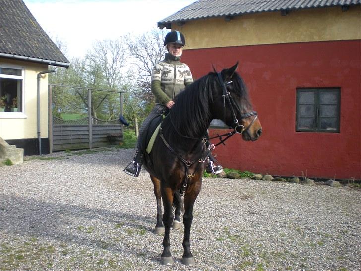 New Forest Pan (Panse Mandse) - Mig på min mors dejlige Pan som er model med mit fortøj . billede 16