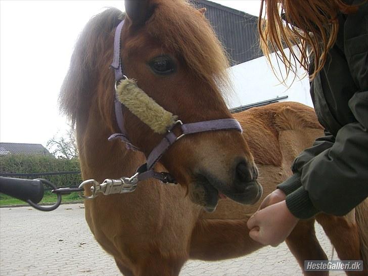 Shetlænder Laban ¤Har passet¤ - labbe har vist fundet godbidden <33333 foto: olivia billede 3