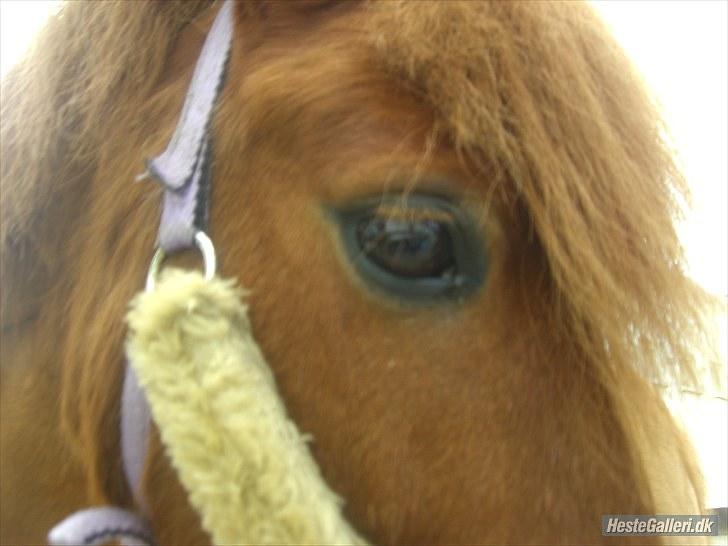 Shetlænder Laban ¤Har passet¤ - laban´s smukke øje <33  foto: olivia billede 4