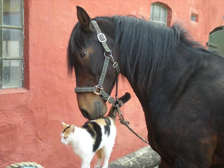 New Forest Pan (Panse Mandse) - Pan og Laura nusser. billede 17