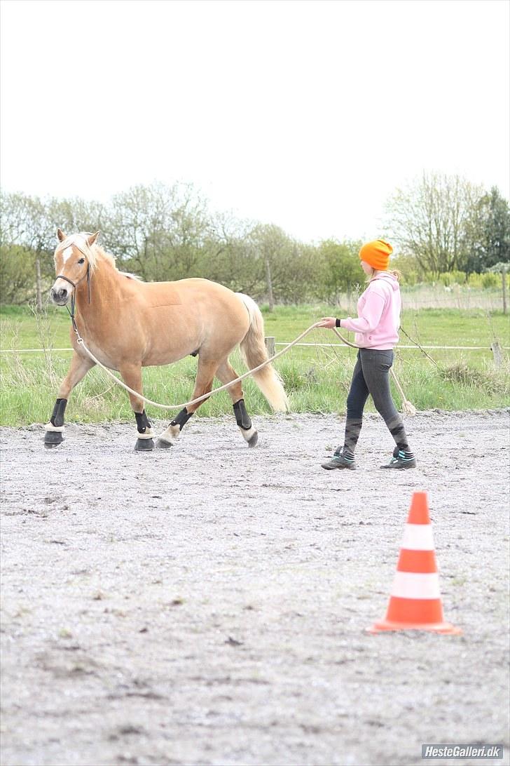 Haflinger santana RH ( Haffe! ) - weekend kursus 9 mej 2010. I love you. Not for what you are or what you do, but for what I am, when I'm with you<3 billede 13