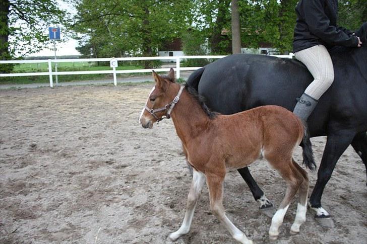 Anden særlig race Cassiopeia - På banen sammen med brormand Condor (:  billede 16