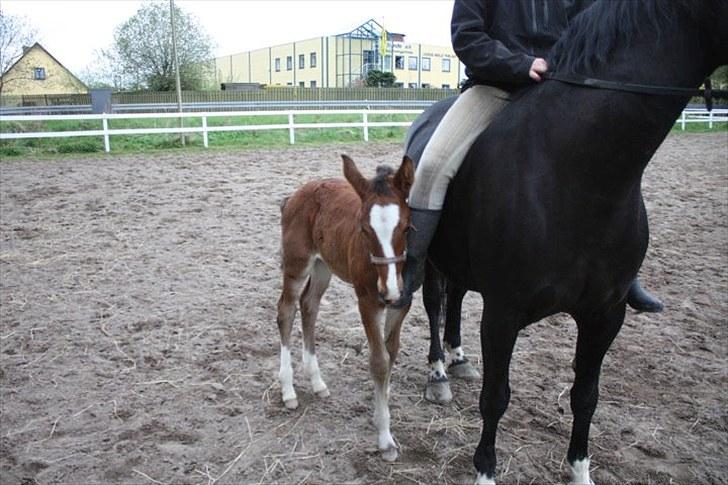 Anden særlig race Cassiopeia - Jeg gemmer mig lige lidt her (:  billede 17