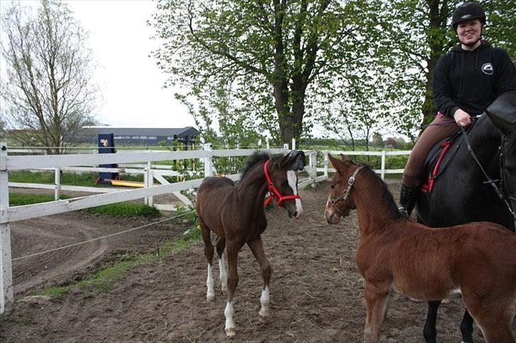 Anden særlig race Cassiopeia - På banen sammen med brormand Condor (:  billede 19