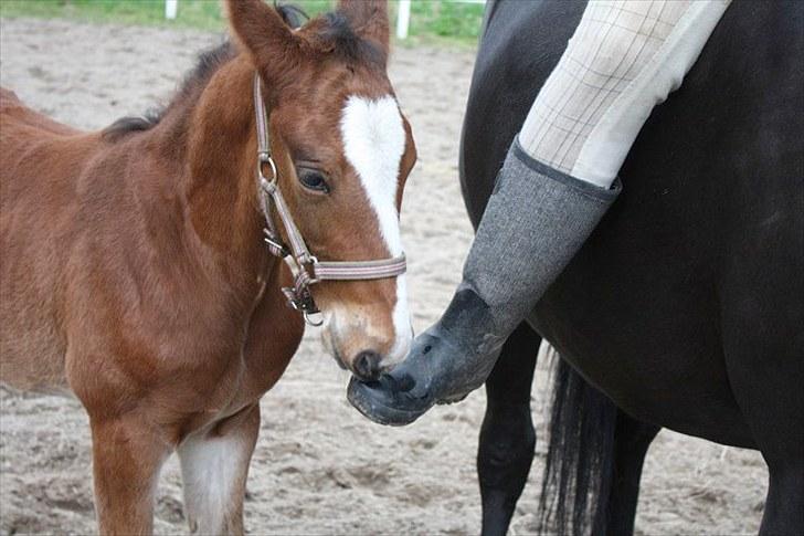 Anden særlig race Cassiopeia - Den smager godt (:  billede 20