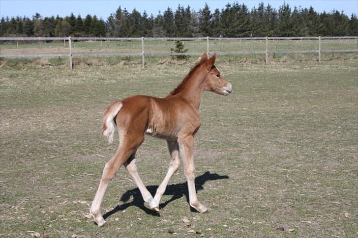 New Forest Calandias Bright Star billede 17