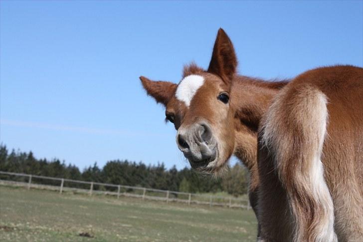 New Forest Calandias Bright Star billede 18