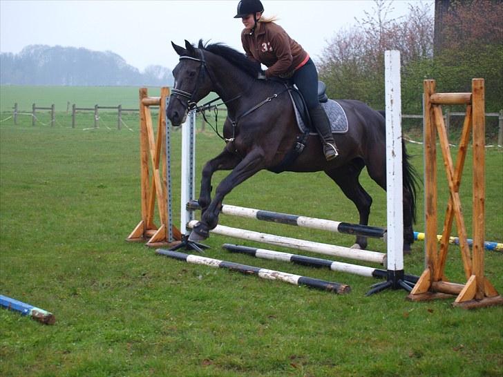 Dansk Varmblod Diavolo billede 15