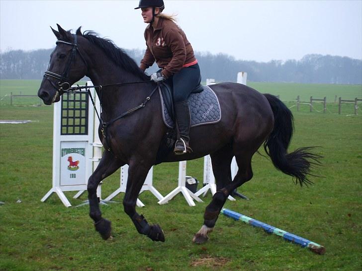 Dansk Varmblod Diavolo billede 17