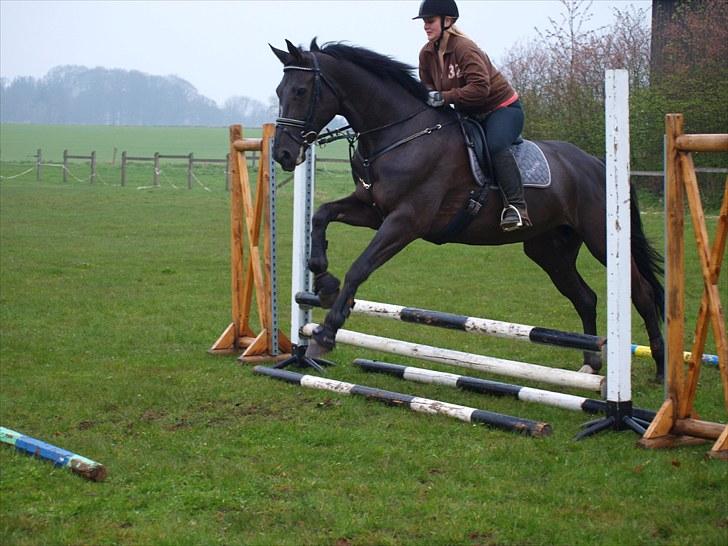 Dansk Varmblod Diavolo billede 18