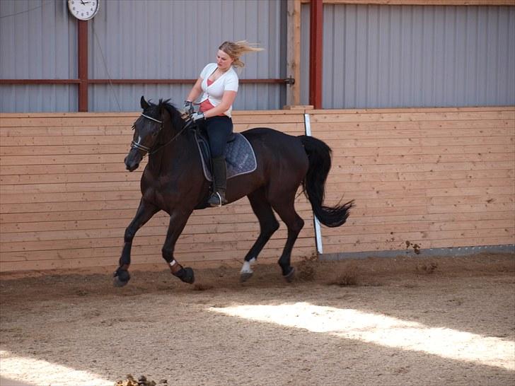 Dansk Varmblod Diavolo billede 19