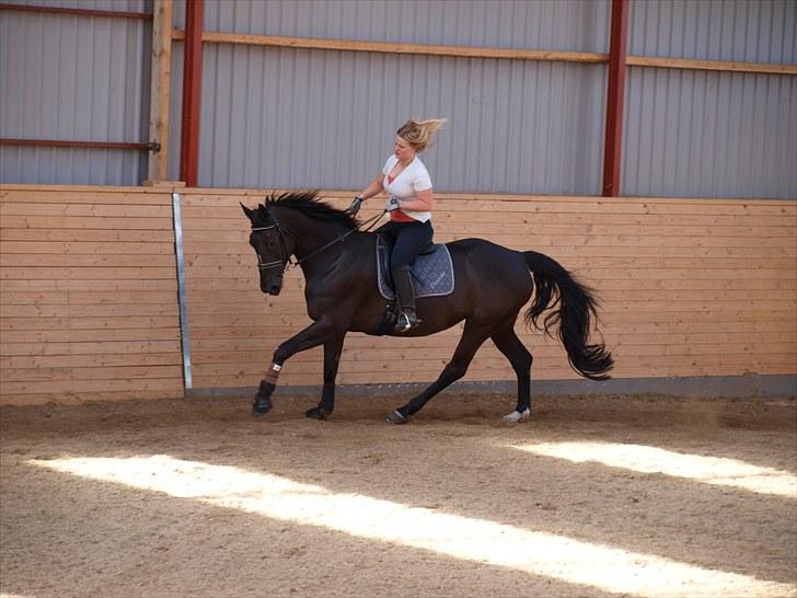 Dansk Varmblod Diavolo billede 20