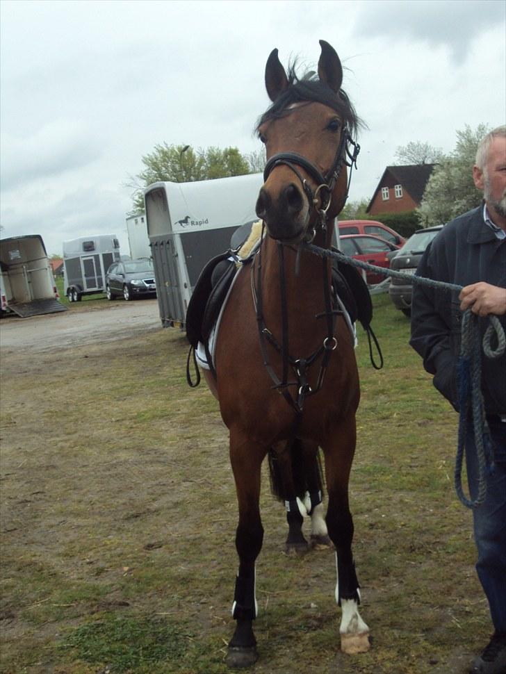 Pinto Araber Gantrup Zenia*solgt* billede 19