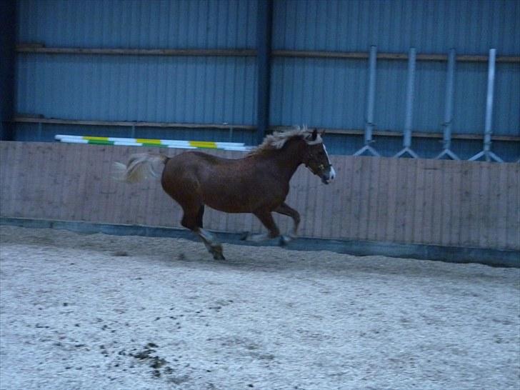 Welsh Pony af Cob-type (sec C) De Busies Pacific Pearl billede 18