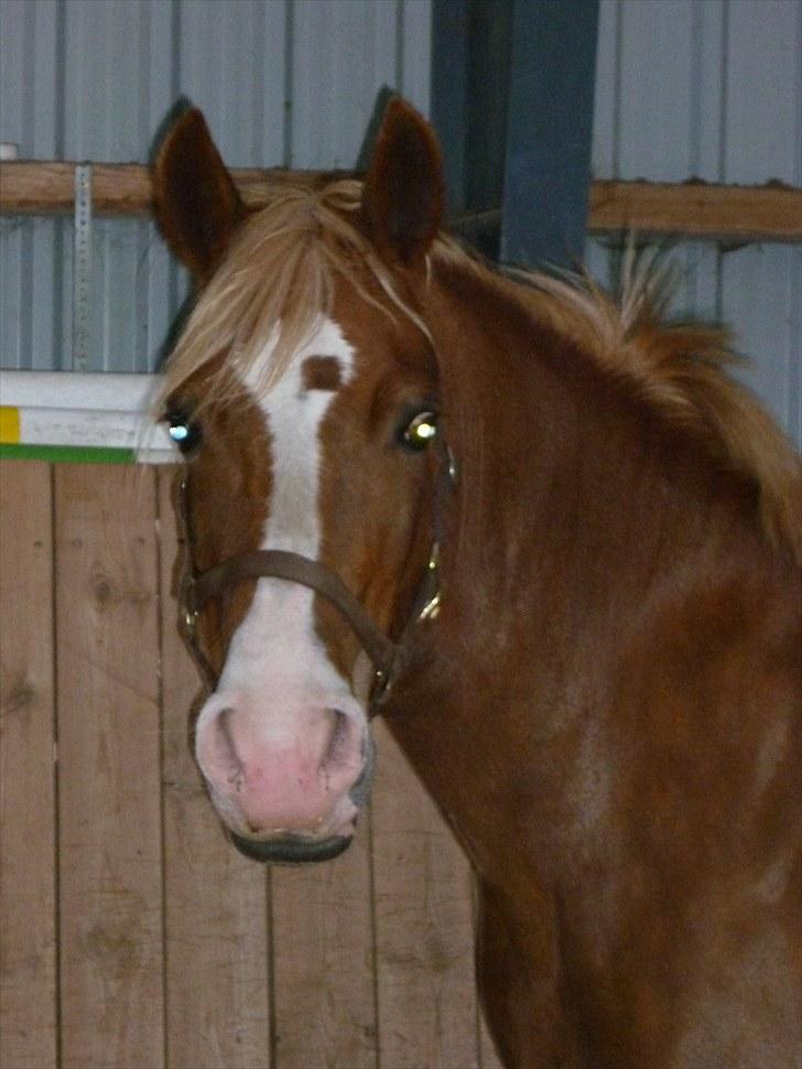 Welsh Pony af Cob-type (sec C) De Busies Pacific Pearl billede 19