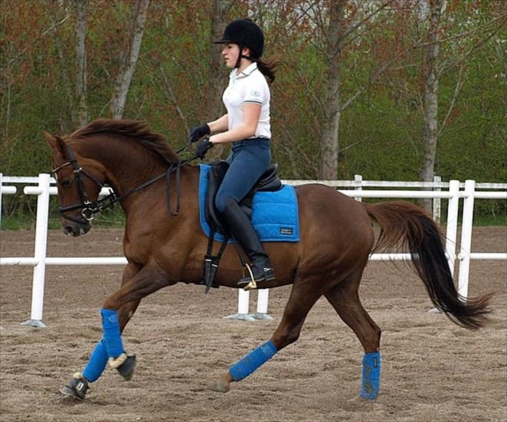 Tysk Sportspony Nerle solgt billede 17